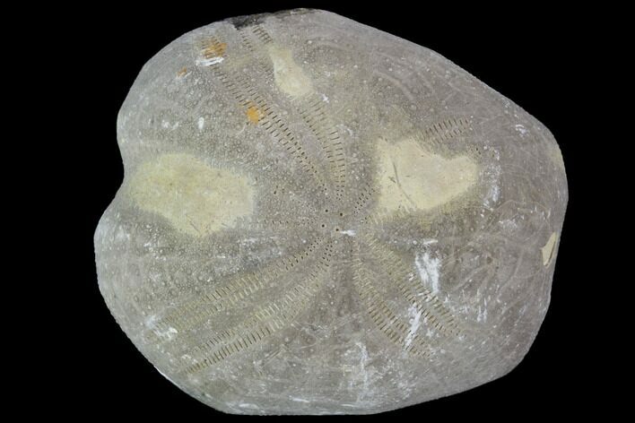 Toxaster Fossil Echinoid (Sea Urchin) - Agadir, Morocco #90580